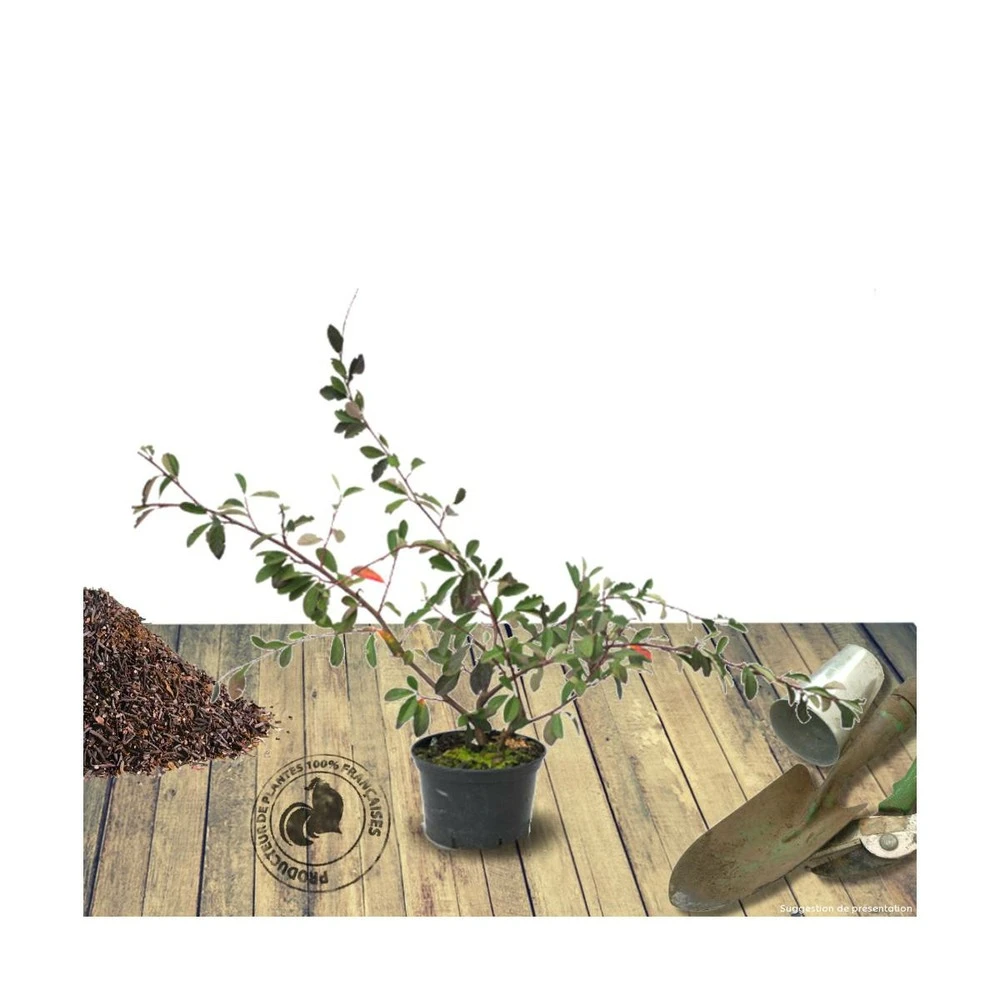 Cotoneaster Lacteus/pot De 7,5l - 60/80 Cm 2 Cotoneaster Lacteus/pot De 7,5l - 60/80 Cm – Image 2