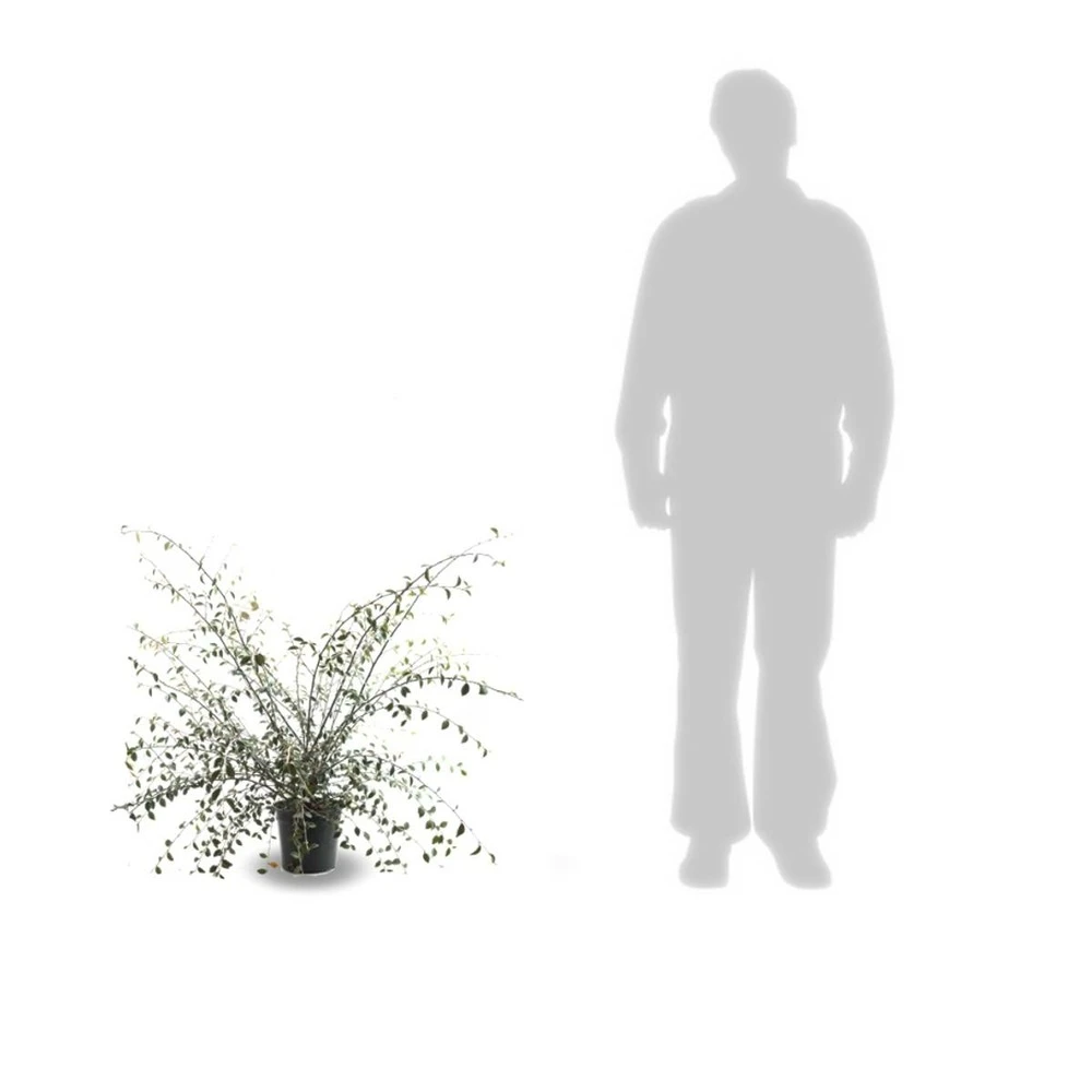 Cotoneaster Franchetti/pot De 7,5l - 60/80 Cm 2 Cotoneaster Franchetti/pot De 7,5l - 60/80 Cm – Image 2