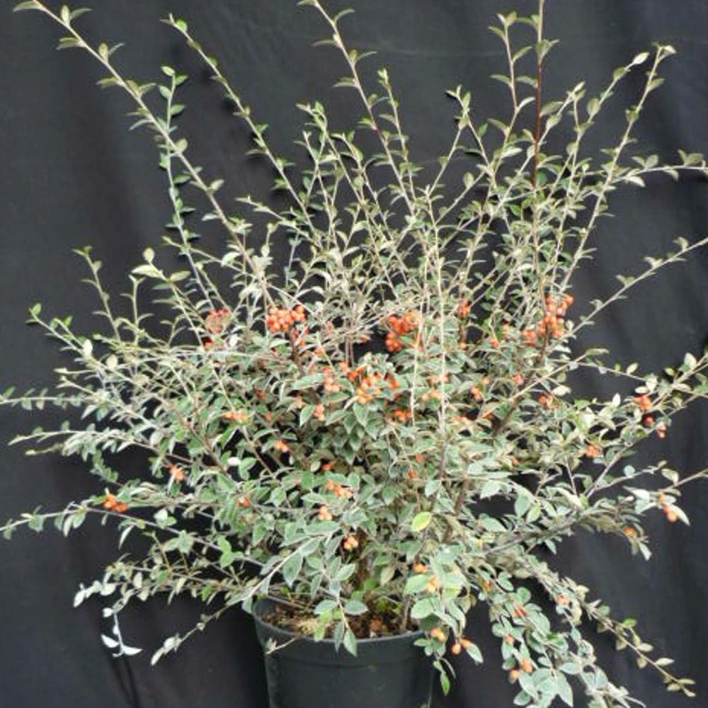 Cotoneaster Franchetti/pot De 7,5l - 60/80 Cm 1 Cotoneaster Franchetti/pot De 7,5l - 60/80 Cm