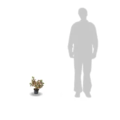 Hortensia Paniculata Kyushu/pot De 4l 5 Hortensia Paniculata Kyushu/pot De 4l -Promos Jardesia Magasin 63f4bb00570ec7.14025646