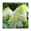 Hortensia Paniculata Silver Dollar/pot De 4l - 40/60 Cm