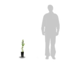 Clématite Montana Wilsonii/pot De 1,5l 5 Clématite Montana Wilsonii/pot De 1,5l -Promos Jardesia Magasin 63f4c9cb2dfec9.68683591