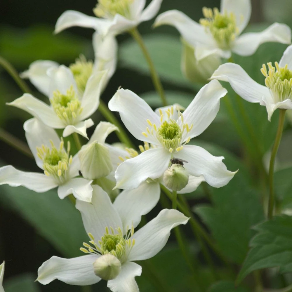 Clématite Montana Wilsonii/pot De 1,5l 1 Clématite Montana Wilsonii/pot De 1,5l