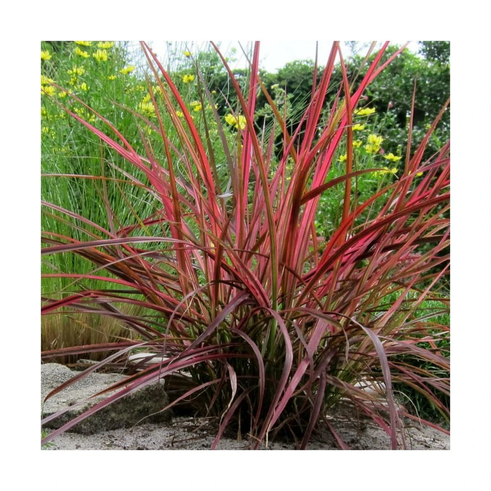 Herbe Aux écouvillons Setaceum Firework/pot De 3l - 20/40 Cm 1 Herbe Aux écouvillons Setaceum Firework/pot De 3l - 20/40 Cm