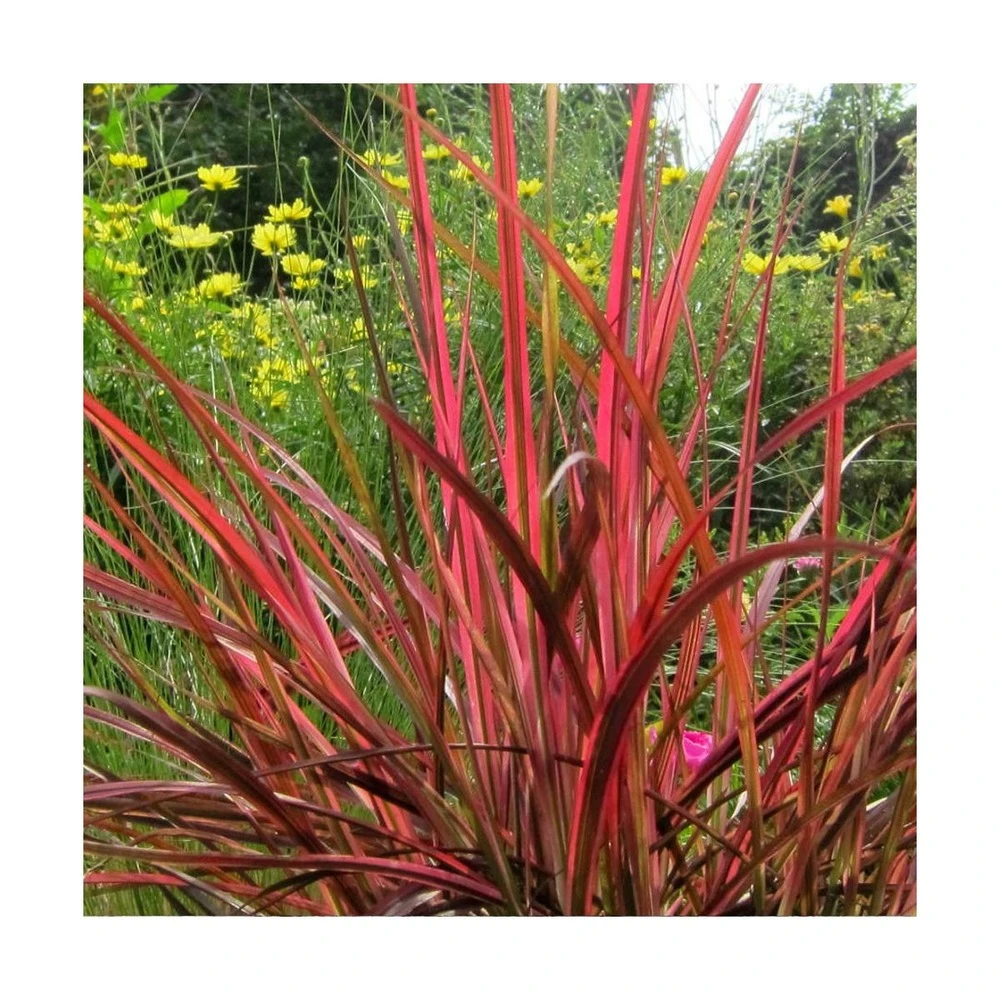 Herbe Aux écouvillons Setaceum Firework/pot De 3l - 20/40 Cm 2 Herbe Aux écouvillons Setaceum Firework/pot De 3l - 20/40 Cm – Image 2