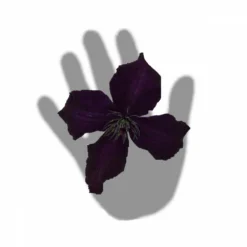 Clématite Viticella Dark Eyes/pot De 3l - Echelle Bambou 60/120 Cm 7 Clématite Viticella Dark Eyes/pot De 3l - Echelle Bambou 60/120 Cm -Promos Jardesia Magasin 63f4cd7fd164a2.29375399