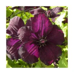 Clématite Viticella Dark Eyes/pot De 3l - Echelle Bambou 60/120 Cm