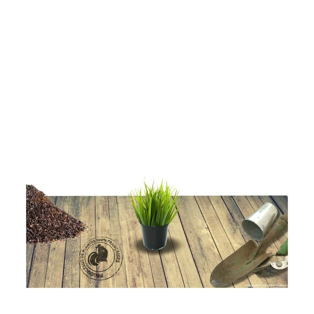 Stipa Gigantea - Avoine Géante/godet 1 Stipa Gigantea - Avoine Géante/godet