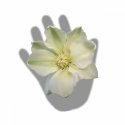 Clématite Guernsey Cream/pot De 3l - Echelle Bambou 60/120 Cm 7 Clématite Guernsey Cream/pot De 3l - Echelle Bambou 60/120 Cm -Promos Jardesia Magasin 63f4ced88baef3.65976902