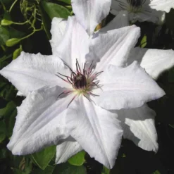 Clématite Snow Queen/pot De 2l