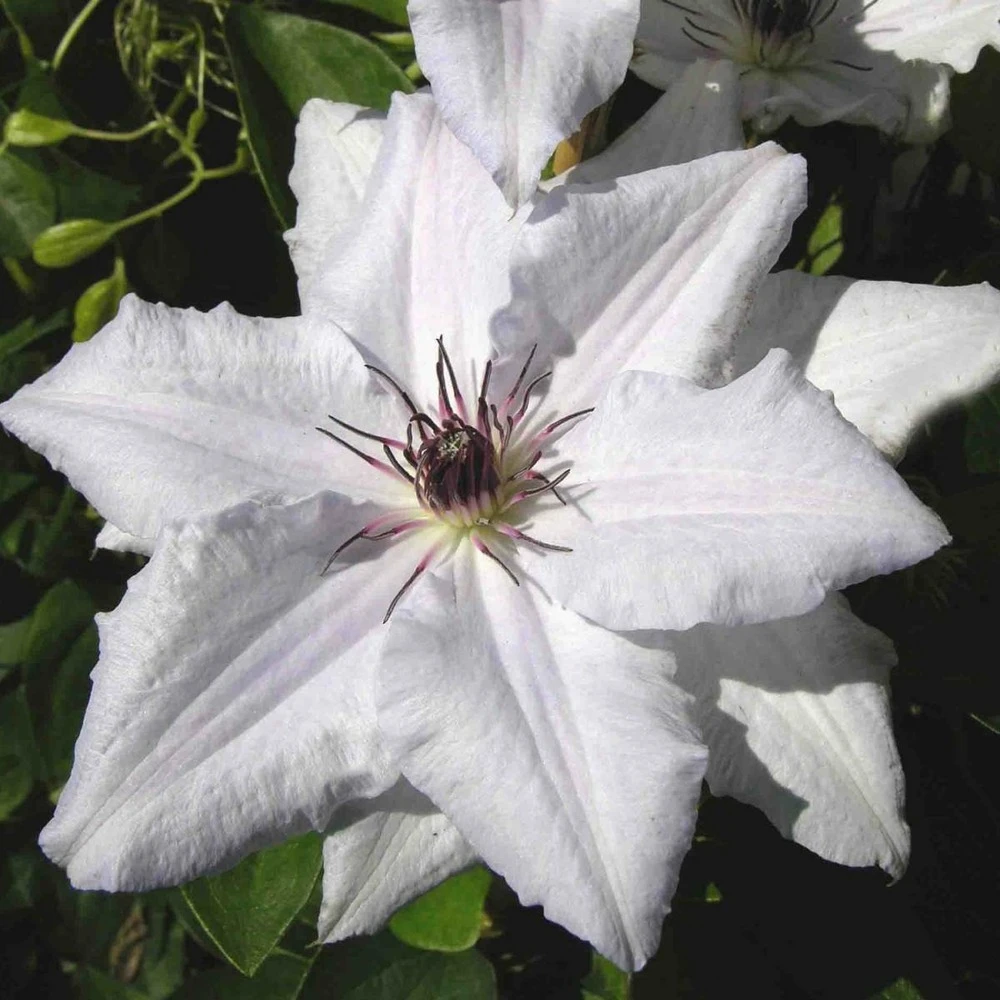 Clématite Snow Queen/pot De 2l 1 Clématite Snow Queen/pot De 2l