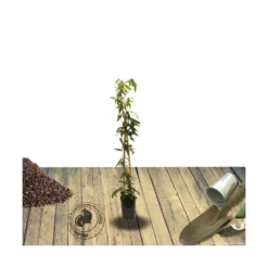 Clématite Armandii Enham Star/pot De 3l - Echelle Bambou 60/120 Cm -Promos Jardesia Magasin 63f4cf57d6a260.15793300