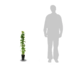 Clématite Niobe/pot De 3l - Echelle Bambou 60/120 Cm 6 Clématite Niobe/pot De 3l - Echelle Bambou 60/120 Cm -Promos Jardesia Magasin 63f4cfc91c8bb1.79986958