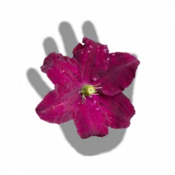 Clématite Niobe/pot De 3l - Echelle Bambou 60/120 Cm 7 Clématite Niobe/pot De 3l - Echelle Bambou 60/120 Cm -Promos Jardesia Magasin 63f4cfc92b9b23.91620428