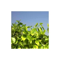 Lierre Des Colchide Colchica Dentata Variegata/pot De 3l - Echelle Bambou 60/120 Cm -Promos Jardesia Magasin 63f4cfeaeaa613.37860565