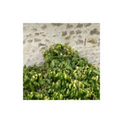 Lierre Des Colchide Colchica Dentata Variegata/pot De 3l - Echelle Bambou 60/120 Cm -Promos Jardesia Magasin 63f4cfeaedea79.37613932