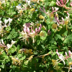 Chèvrefeuille Periclymenum Serotina/godet - 5/20 Cm