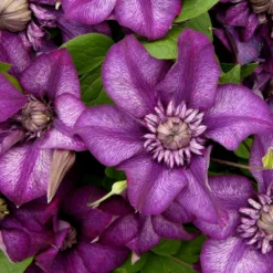 Clématite Florida Cassis™ 'evipo020'/pot De 1,5l - Tuteur Bambou 30/60 Cm