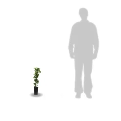 Chèvrefeuille Japonica Hall's Prolific/pot De 1,5l - Tuteur Bambou 30/60 Cm -Promos Jardesia Magasin 63f4d010891aa4.12503587