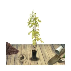 Glycine De Chine Sinensis/pot De 3l - Echelle Bambou 60/120 Cm 8 Glycine De Chine Sinensis/pot De 3l - Echelle Bambou 60/120 Cm -Promos Jardesia Magasin 63f4d035d564f8.67567216