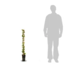 Jasmin étoilé Asiaticum Pink Showers®/pot De 3l - Echelle Bambou 60/120 Cm -Promos Jardesia Magasin 63f4d03baaac55.82871640