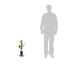 Bignone Radicans Yellow Trumpet/pot De 1l - Tuteur 60 Cm -Promos Jardesia Magasin 63f4d040d39796.76035925