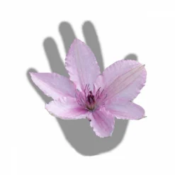 Clématite Hagley Hybrid/pot De 3l - Echelle Bambou 60/120 Cm -Promos Jardesia Magasin 63f4d042424208.54318118