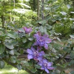 Clématite Vyvyan Pennell/pot De 1,5l - Tuteur Bambou 30/60 Cm -Promos Jardesia Magasin 63f4d0721bf9f5.16034728