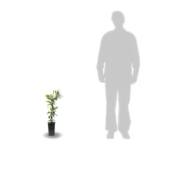 Clématite Integrifolia Inspiration® 'zoin'/pot De 1,5l - Tuteur Bambou 30/60 Cm -Promos Jardesia Magasin 63f4d0935a45c6.56904883