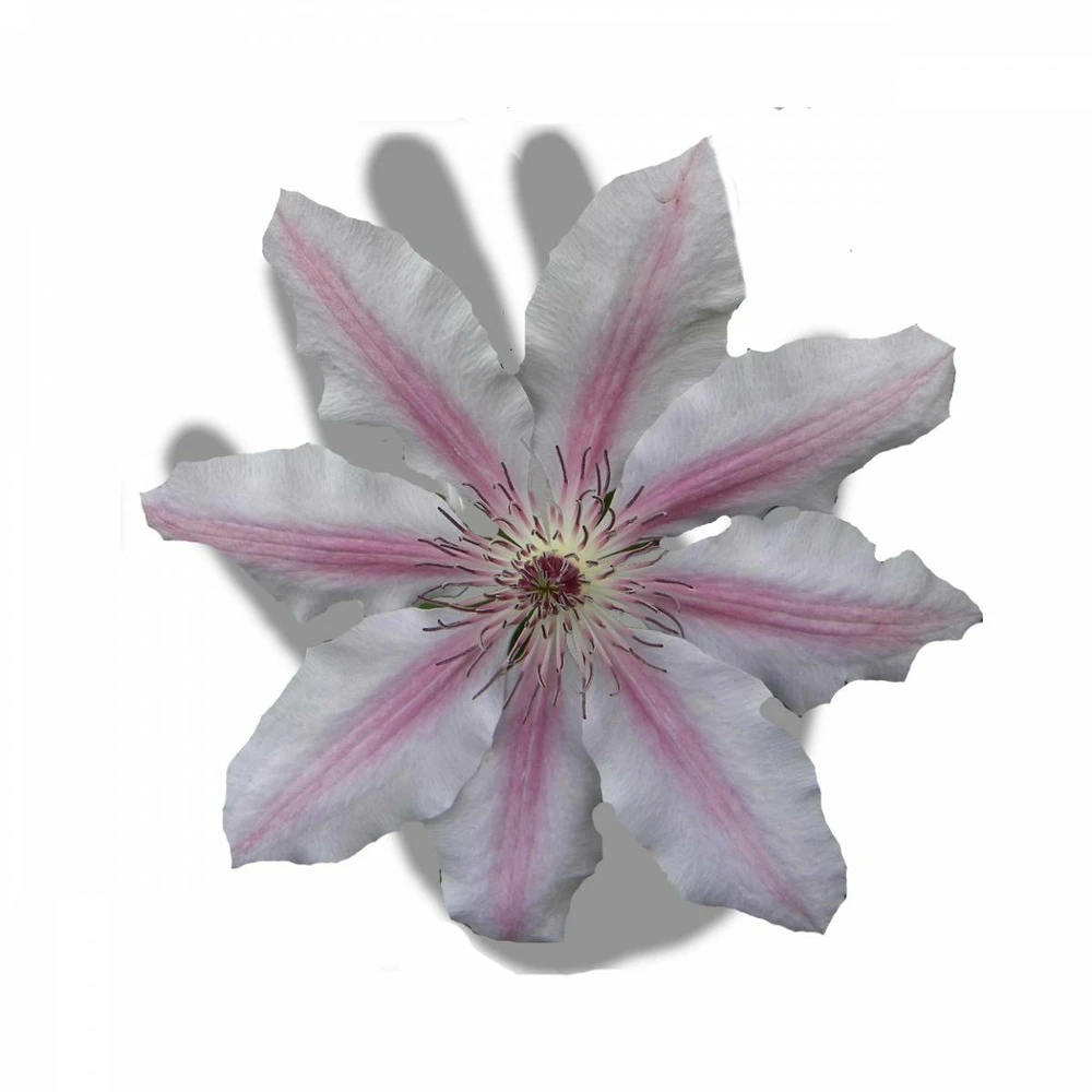 Clématite Nelly Moser/pot De 3l - Echelle Bambou 60/120 Cm 4 Clématite Nelly Moser/pot De 3l - Echelle Bambou 60/120 Cm – Image 4