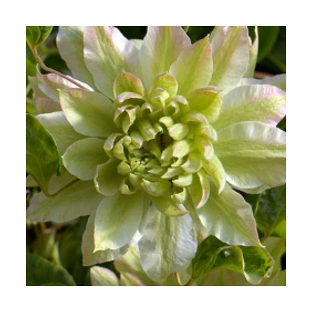 Clématite Sen No Kaze/pot De 1,5l - Tuteur Bambou 30/60 Cm 2 Clématite Sen No Kaze/pot De 1,5l - Tuteur Bambou 30/60 Cm – Image 2