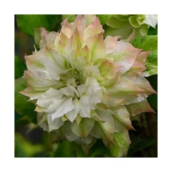 Clématite Sen No Kaze/pot De 1,5l - Tuteur Bambou 30/60 Cm 6 Clématite Sen No Kaze/pot De 1,5l - Tuteur Bambou 30/60 Cm -Promos Jardesia Magasin 63f4d0b062de82.57315174