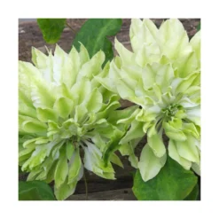 Clématite Sen No Kaze/pot De 1,5l - Tuteur Bambou 30/60 Cm 7 Clématite Sen No Kaze/pot De 1,5l - Tuteur Bambou 30/60 Cm -Promos Jardesia Magasin 63f4d0b066b099.53417695