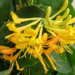 Chèvrefeuille X Tellmanniana/pot De 3l - Echelle Bambou 60/120 Cm