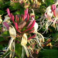 Chèvrefeuille Japonica Sinensis/pot De 6l - Tipi Bambou 90/150 Cm