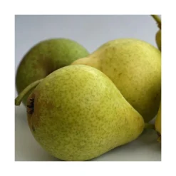 Poirier Communis Bon Chretien William/pot De 10l - Gobelet 2 Ans -Promos Jardesia Magasin 63f4d1ec096f51.86396395