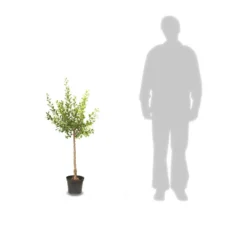 Poirier Communis Bon Chretien William/pot De 10l - Gobelet 2 Ans -Promos Jardesia Magasin 63f4d1ec33a867.29289756