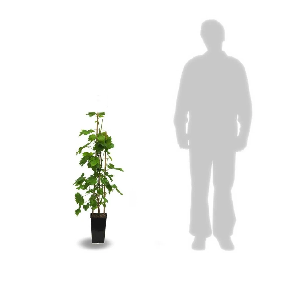 Vigne Vinifera Ampelia® Aladin/pot De 3l - 60/120 Cm 2 Vigne Vinifera Ampelia® Aladin/pot De 3l - 60/120 Cm – Image 2