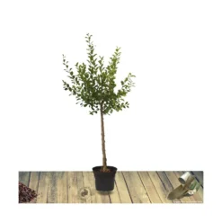 Poirier Communis Beurré Hardy/pot De 10l - Gobelet 2 Ans -Promos Jardesia Magasin 63f4d1fd699904.34815299