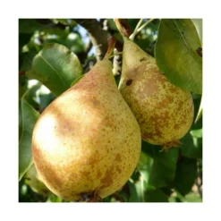 Poirier Communis Beurré Hardy/pot De 10l - Gobelet 2 Ans -Promos Jardesia Magasin 63f4d1fd7d0c69.33293514