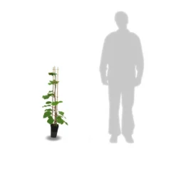 Kiwi Chinensis Solo (autofertile)/pot De 3l - 60/120 Cm -Promos Jardesia Magasin 63f4d29fa87205.32735292