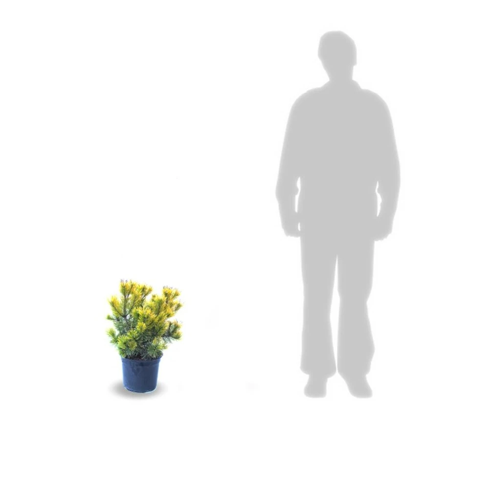 Pin De Montagne Mugo Winter Gold/pot De 5l - 40/60 Cm 1 Pin De Montagne Mugo Winter Gold/pot De 5l - 40/60 Cm