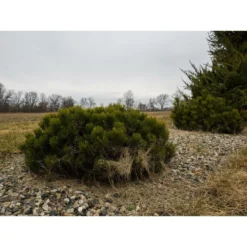 Pin De Montagne Mugo Var. Pumilio/pot De 12l - 50/60 Cm -Promos Jardesia Magasin 63f4d2fa2a3705.74337881