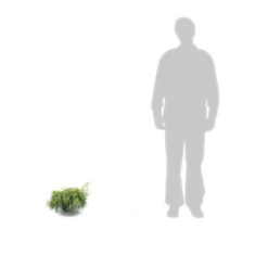 Faux Cyprès Pisifera Sungold/pot De 3l - 20/40 Cm -Promos Jardesia Magasin 63f4d326a0bb09.02367901