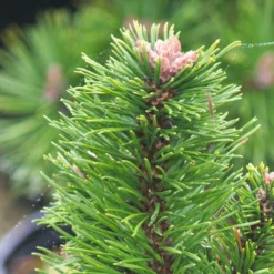 Pin De Montagne Mugo Var. Pumilio/pot De 3l - 20/40 Cm -Promos Jardesia Magasin 63f4d346ceb991.37651790