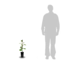 Kiwi Chinensis Tomuri (mâle)/pot De 1,5l - 20/50 Cm -Promos Jardesia Magasin 63f4d5da05cd18.24275131