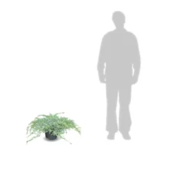 Genévrier écailleux Squamata Blue Carpet/pot De 5l - 40/60 Cm -Promos Jardesia Magasin 63f4d6076e4c51.14450842