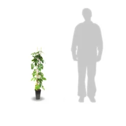 Vigne Vierge Quinquefolia Red Wall® 'troki'/pot De 3l - Echelle Bambou 60/120 Cm -Promos Jardesia Magasin 63f4d6611db854.28484356