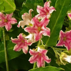 Arauja Sericofera Rosea/pot De 1,5l - Tuteur Bambou 30/60 Cm