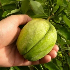 Arauja Sericofera Rosea/pot De 3l - Echelle Bambou 60/120 Cm -Promos Jardesia Magasin 63f4d75099f939.06378437